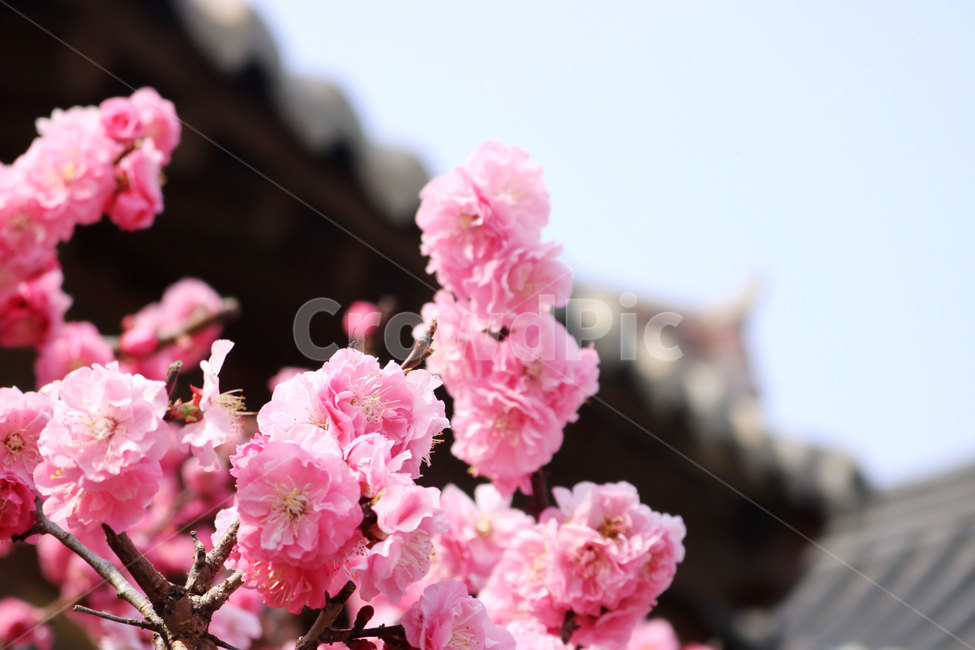 겹벚꽃,벚꽃,한옥마을,수려한,꽃,식물,자연,plants,nature,꽃,flower