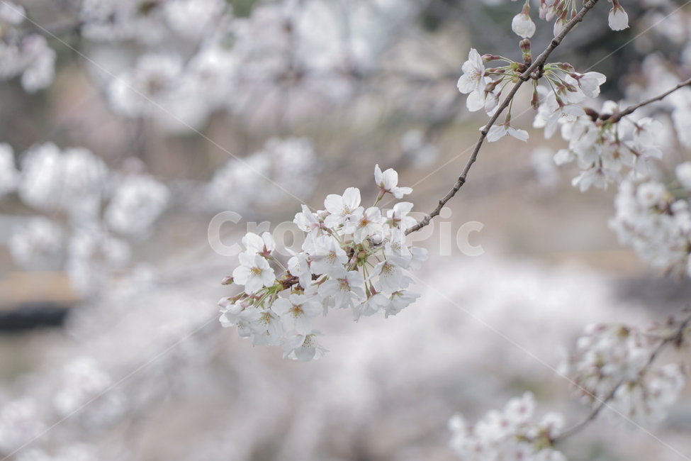 벚꽃,사쿠라,벚꽃만개,분홍색꽃잎,벚꽃개화,벚꽃나무,도쿄벚꽃,식물,자연,plants,nature,꽃,flower