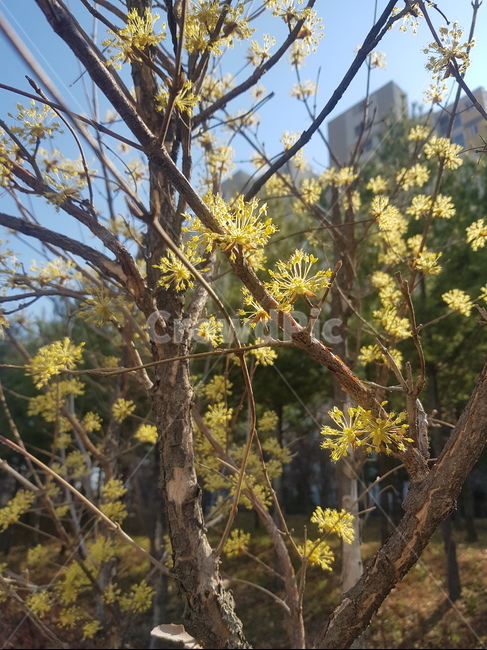 꽃,노란꽃,자연,풍경,나무,나뭇가지,식물,자연,plants,nature,꽃,flower