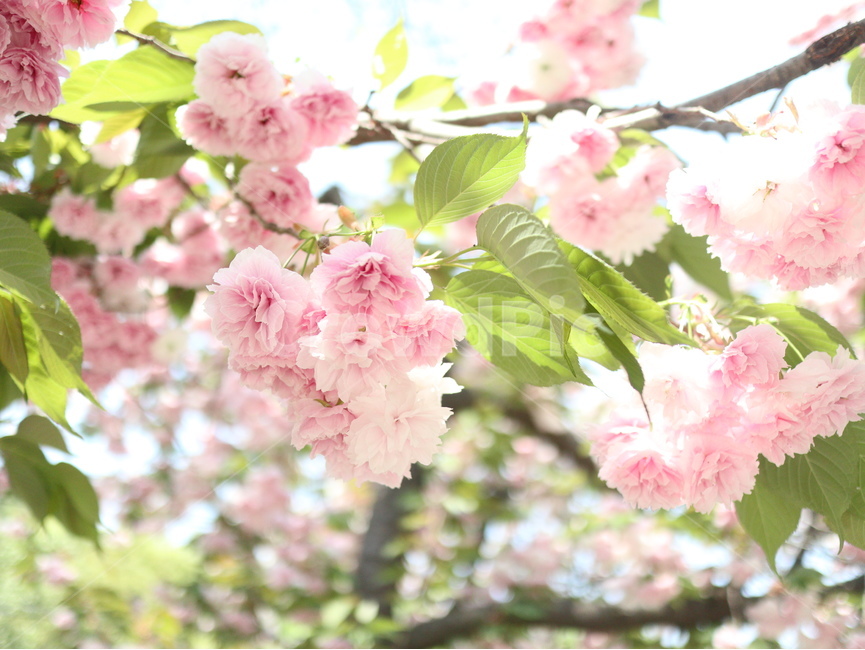 벚꽃,겹벚꽃,봄,나뭇잎,overlappingcherryblossoms,plant,flower,blossom,꽃,분홍색,식물,자연,plants,nature,꽃,flower