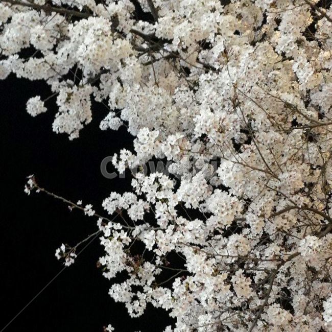 꽃,밤하늘,아름다운,이쁜,나무,봄,계절,spring,season,야경,밤,풍경,nightscape,night,landscape,plant,식물,blossom,flower