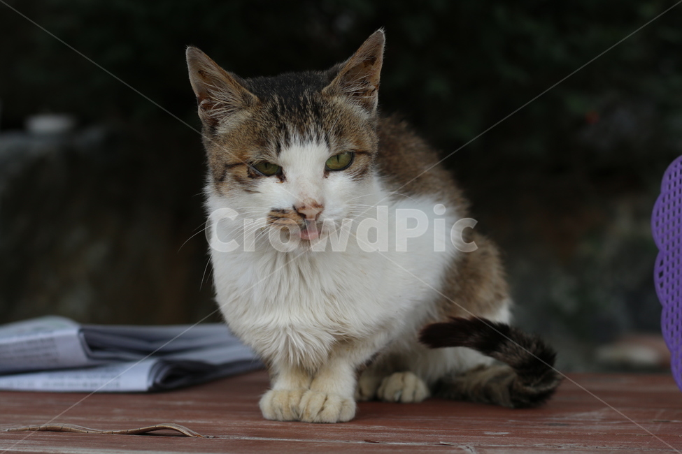 고양이,동물,애완동물,pet,animal,cat,동물,animal,포유류,mammal,고양이,cat,kitten,kitty