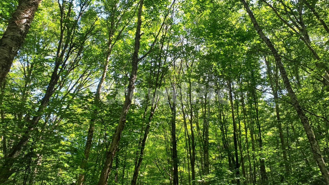 초목,식물,숲,삼림지,자연,나무,vegetation,plant,forest,outdoors,woodland,nature,tree,land
