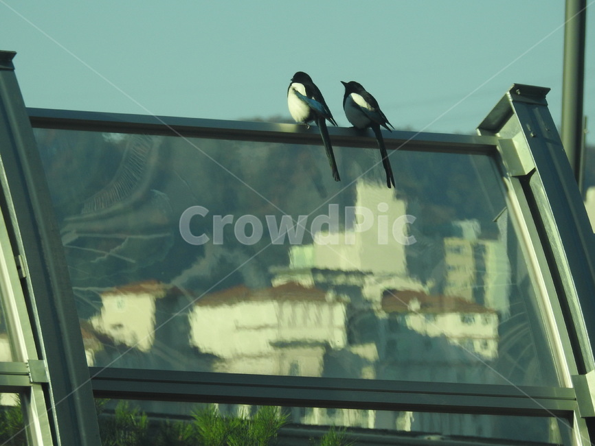 까치,아침,새,morning,bird,까치두마리,동물,animal,조류,새,birds