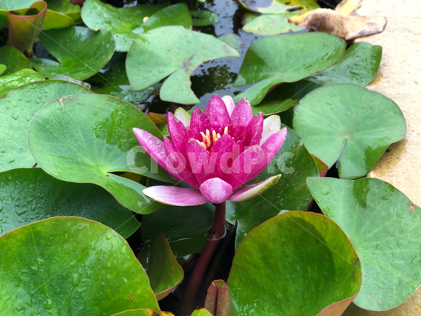 연꽃,수생식물,식물,plant,flower