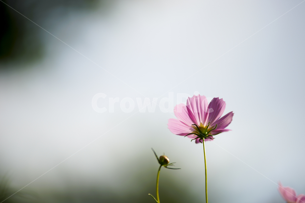 commoncosmos,코스모스,하늘,가을,꽃,꽃잎,식물,초롱꽃목,멕시코,쌍떡잎식물,줄기,색상,가을,계절,fall,autumn,season,식물,자연,plants,nature,꽃,flower,plant,blossom,daisy,데이지,daisies