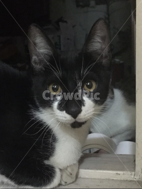 고양이,cat,동물,pet,animal