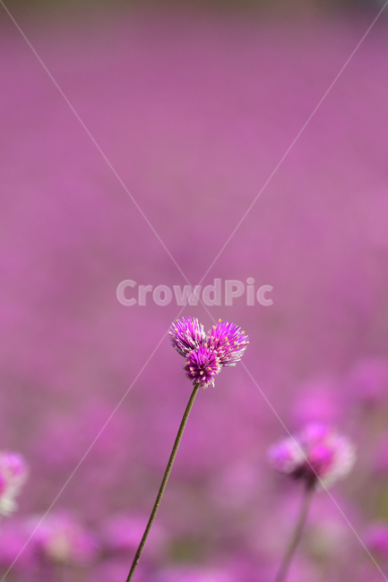 천일홍,꽃,천일홍축제,꽃밭,식물,식물,자연,plants,nature,꽃,flower