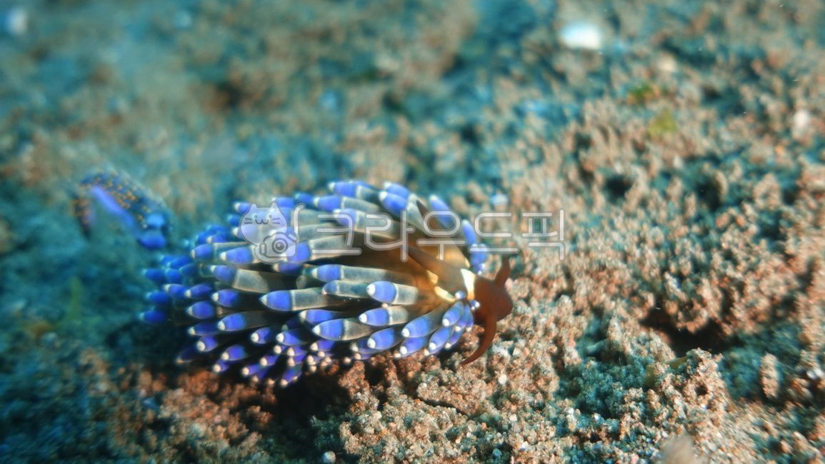 해양생물,바다,sea,두마게티,산호,대양,필리핀,수중