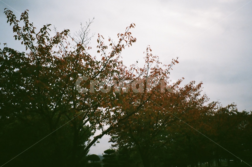 하늘,흐린날씨,나무,풍경,필름사진,자연,풍경,nature,landscape