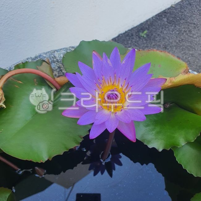 연꽃,보라꽃,식물,물,보라색