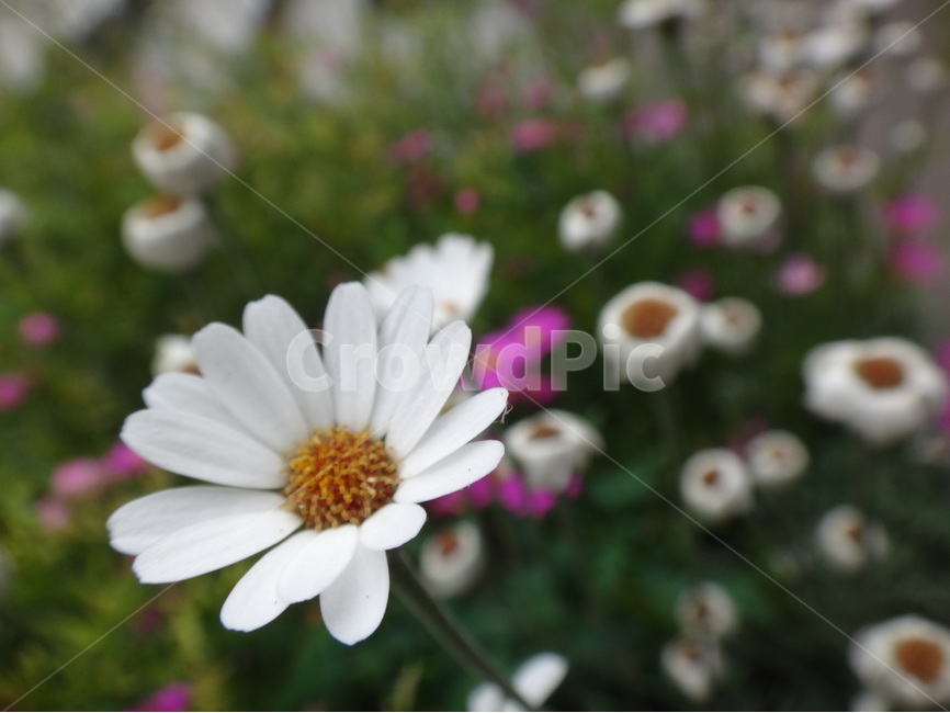 꽃,하얀,자연,식물,초록,식물,자연,plants,nature,꽃,flower
