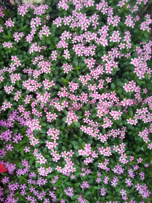 꽃,꽃다발,화원,정원,꽃잎,식물,자연,plants,nature,꽃,flower