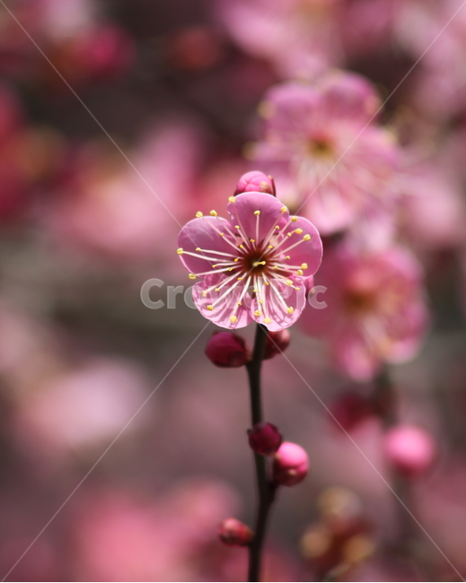 매화,홍매화,식물,japaneseapricot,prunusmume,봄꽃,봄,식물,자연,plants,nature,꽃,flower