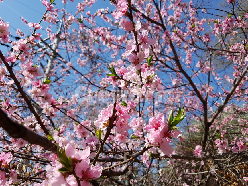 봄,spring,꽃,식물,flower,새싹,bud,plant,자연,nature,봄,계절,spring,season,식물,자연,plants,nature,꽃,flower,blossom