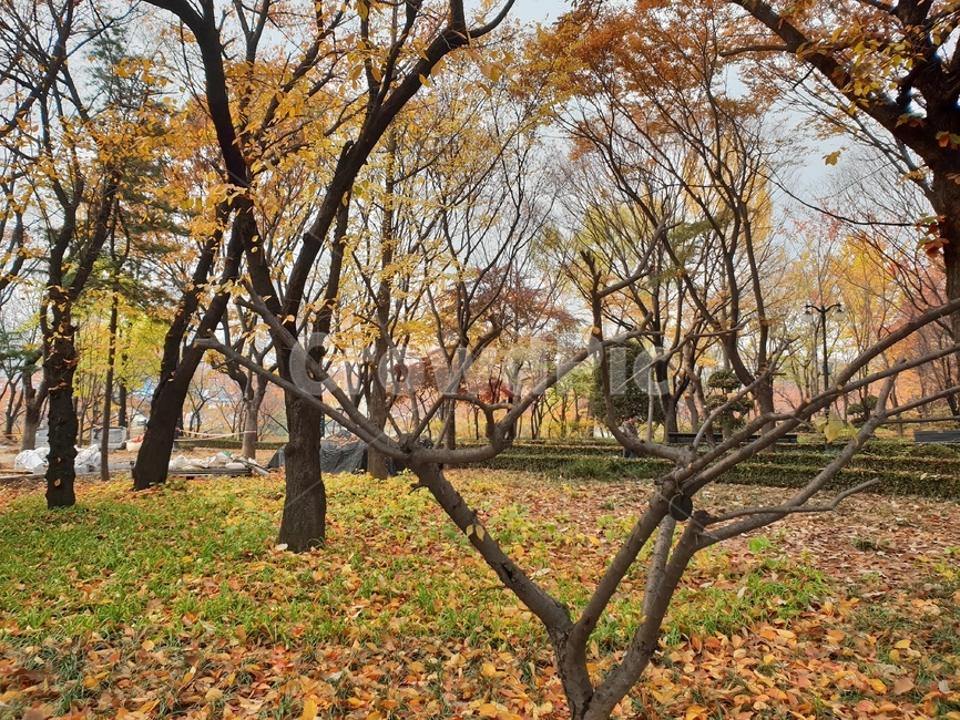단풍,숲힐링,공원,가을,산책,가을,계절,fall,autumn,season,tree,나무,plant,식물,tree trunk,나무 줄기,ground,바닥