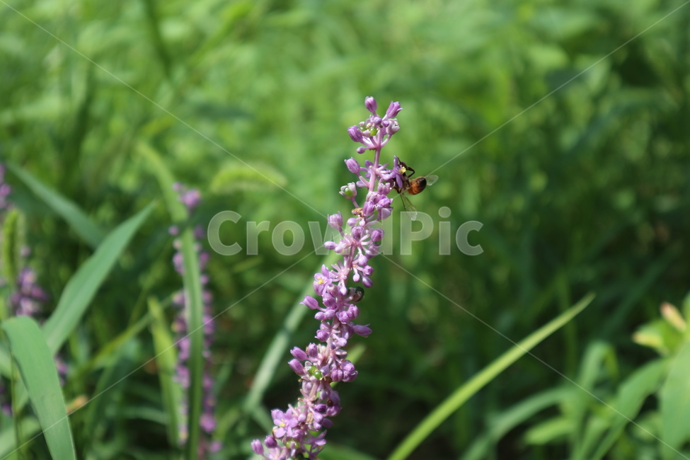 벌,bee,동물,insect,곤충,식물,꽃,꿀벌,plant,식물,자연,plants,nature,꽃,flower,곤충,벌레,insect,bug