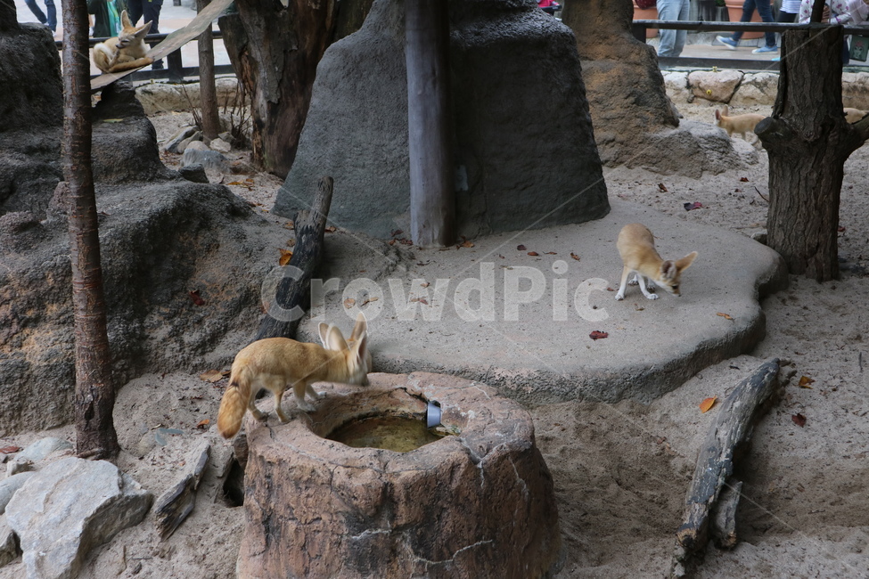 사막여우,여우,동물,동물원,페넥여우,동물,animal,포유류,mammal