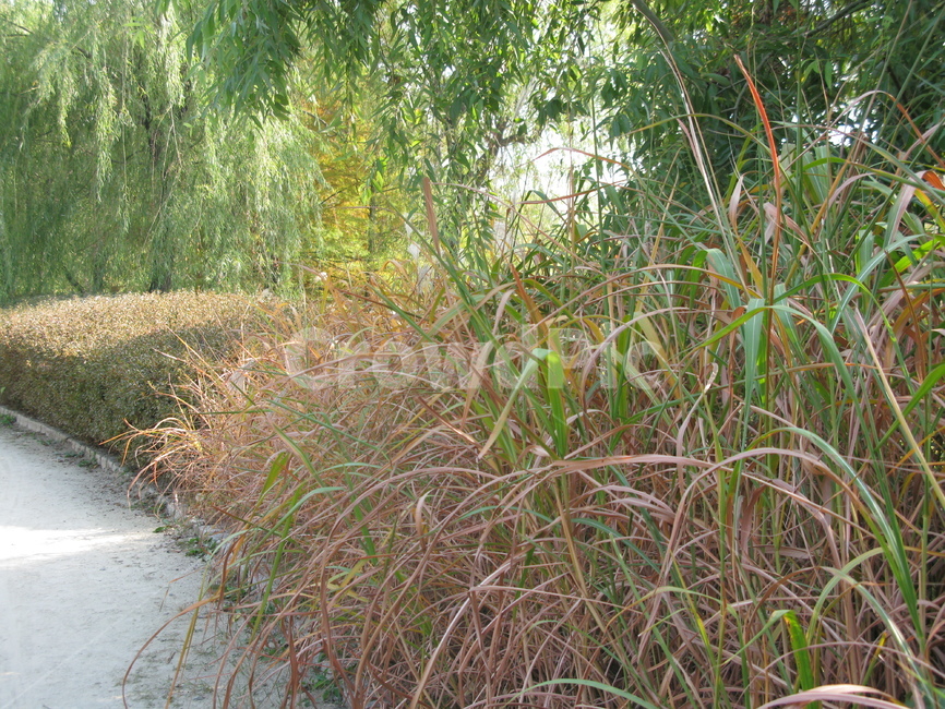 가을,공원,선유도,식물,풀,길,자연,풍경,nature,landscape,plant
