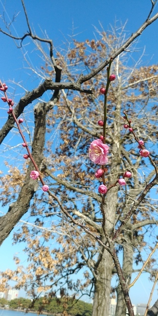 봄,꽃,계절,나무,풍경,날씨,식물,자연,plants,nature,나무,trees,wood