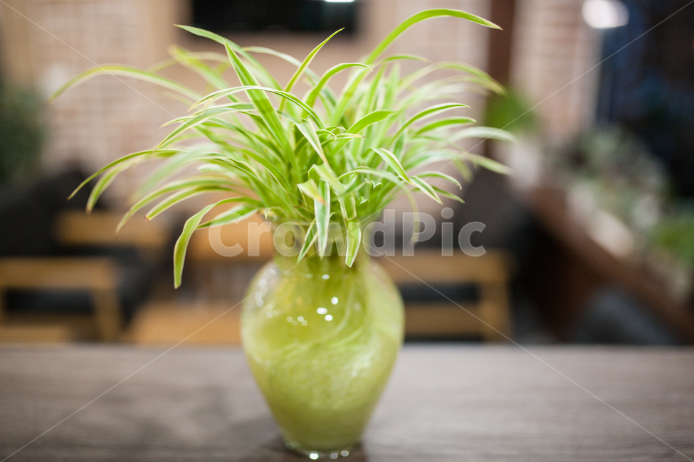 식물,botanical,자연,화병,풀,식물,자연,plants,nature,실내용화초,화분,화초,house plant,인테리어,실내디자인,interior design