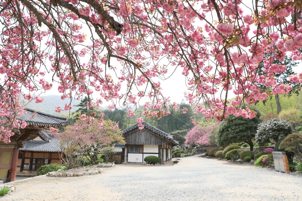 순천,선암사,만첩왕벚,겹벚꽃,벚꽃,봄,사찰,왕벚꽃,봄,계절,spring,season,한국전통,한국문화,korean traditional,korean culture,식물,자연,plants,nature,꽃,flower,종교,신앙,religion,belief,faith,plant,blossom