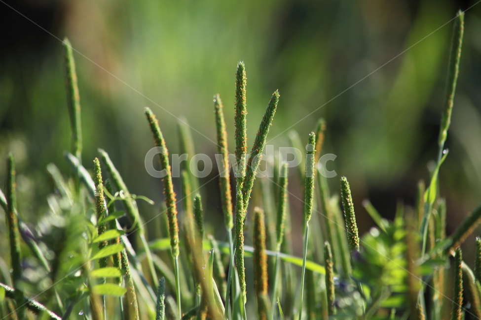 꽃,식물,잡초,봄,flower,식물,자연,plants,nature,꽃,flower