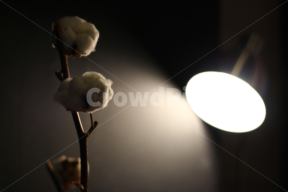 조명,목화,꽃,Lighting,flower,카페,cafe,어두운느낌,감성,sensible,feeling,인테리어,실내디자인,interior design