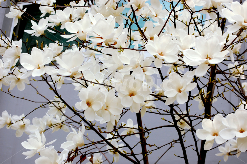 꽃,목련,흰색,흰꽃,봄,만개,봄,계절,spring,season,식물,자연,plants,nature,꽃,flower,plant,blossom,cherry blossom,벚꽃