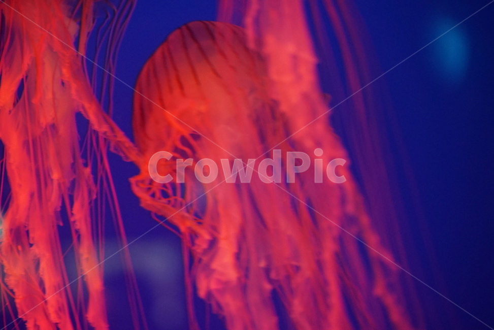 해파리,해양,바다,아쿠아리움,해양생물,무척추동물,jellyfish,동물,animal