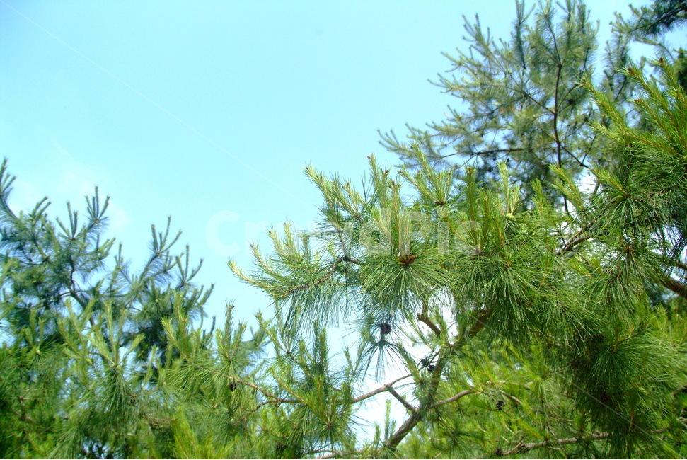 자연,그린,하늘,소나무,초록,나무,식물,자연,풍경,nature,landscape,tree,plant,conifer,구과 식물,larch,낙엽송