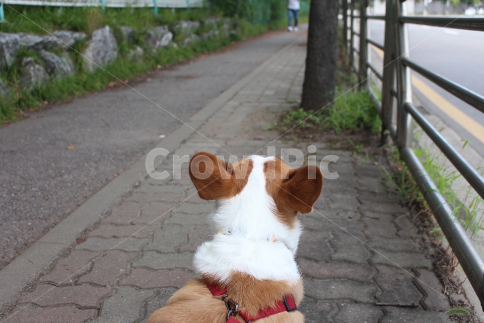 강아지,동물,웰시코기,반려견,산책,뒷모습,개,dog,pet,welshcorgi,walk,animal,동물,animal,포유류,mammal,개,강아지,dog,doggy