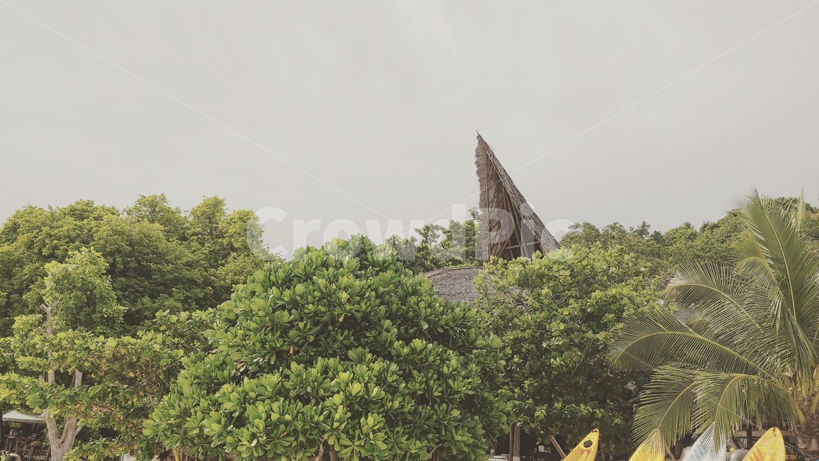 하늘,나무,tree,sky,푸켓
