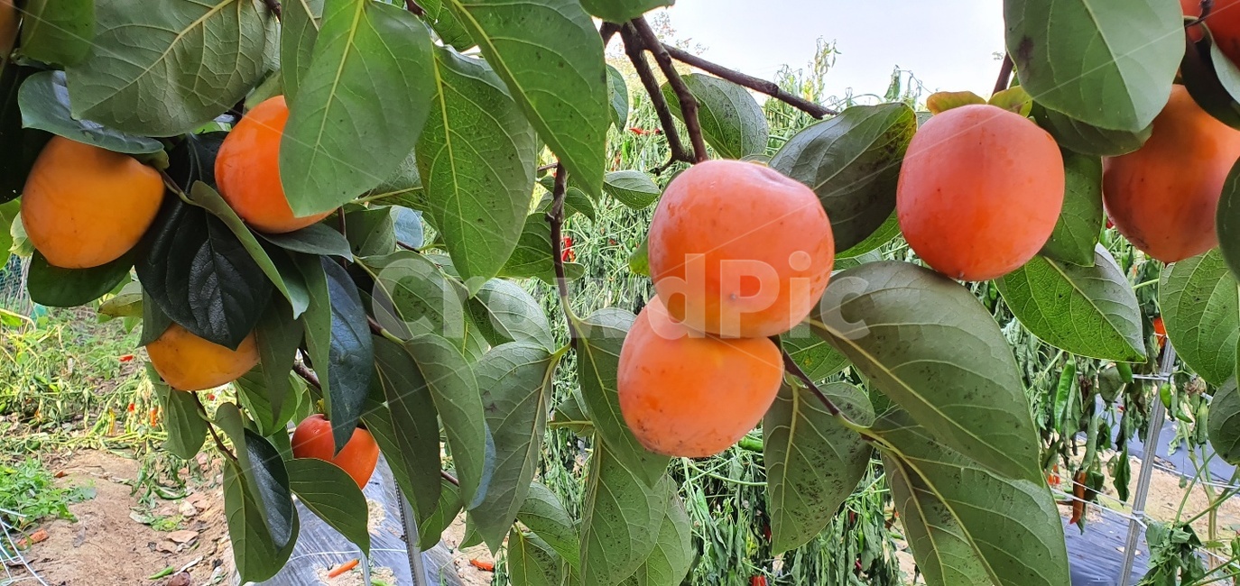 감,대봉,감나무,홍시,자연,과일,열매,fruit