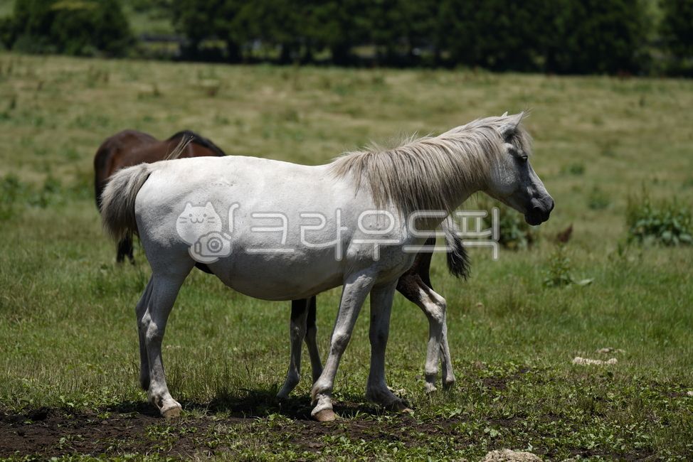 말, 동물, 가축, animal, horse, 사진,이미지,일러스트,캘리그라피 - bizjunsik작가