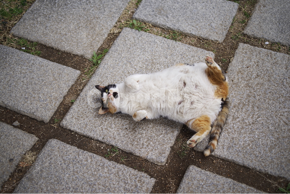 고양이,길고양이,길냥이,동물,애완동물,자연,생명,야생,야생동물,포유류,얼룩이,애교,cat,kitty,kitten,neko,gato,street,streetcat,stray,straycat,wild,wildlife,wildcat,wildanimal,cute,lovely,adorable,beauty,nature,pet,동물,animal,포유류,mammal,고양이,cat,kitten,kitty
