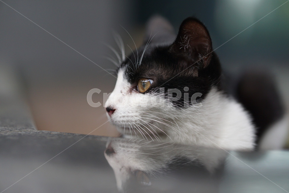 고양이,얼룩이,동물,포유류,펫,애완동물,눈동자,산책,길거리,동물,animal,포유류,mammal,고양이,cat,kitten,kitty