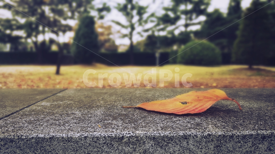 아스팔트,asphalt,단풍,단풍잎,leaf,나뭇잎,쓸쓸함,외로움,길,바닥,가을,가을,계절,fall,autumn,season