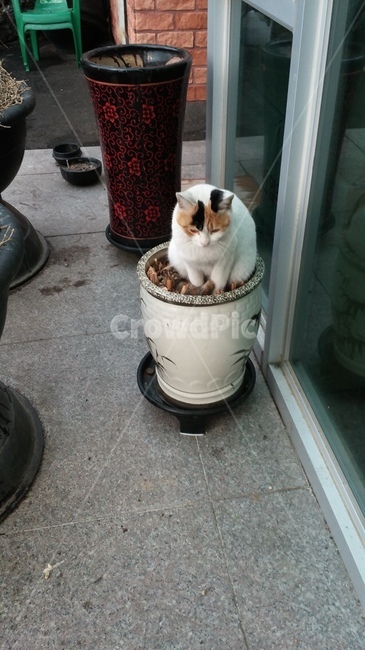 고양이,동물,길고양이,cat,animal,cute,귀여운,straycat,koreanshorthair,kitty,street,rain,stretch,yoga