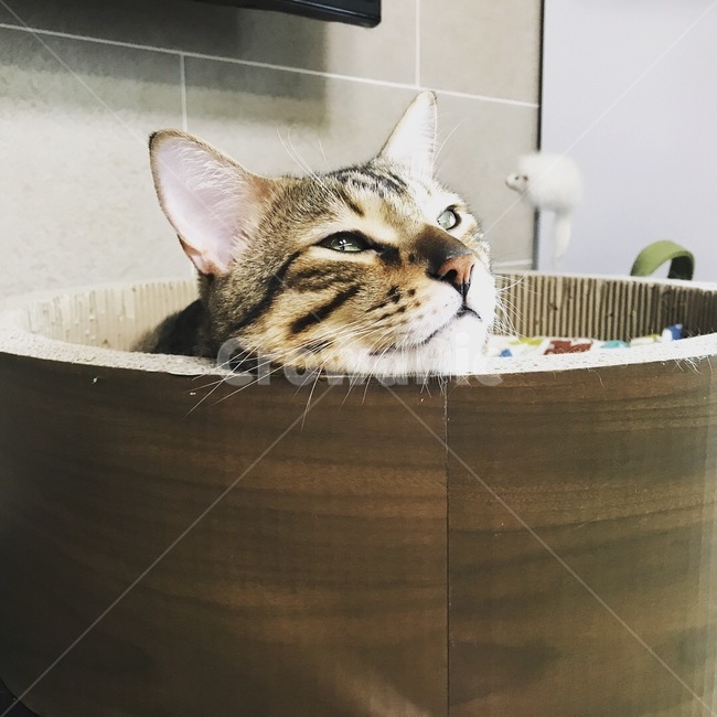 고양이,나른한오후,뱅갈,활발함,냥이,편안함,동물,동물,animal,포유류,mammal,고양이,cat,kitten,kitty