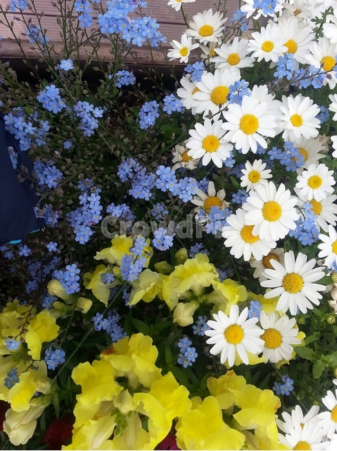 꽃,봄,원예,아름다움,식물,flower,bloom,floral,향기,자연,화사,동그라미,꽃잎,암술,수술,beautiful,plant,식물,자연,plants,nature,꽃,flower