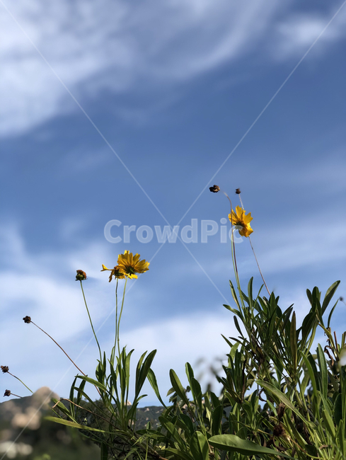 하늘,풍경,꽃,구름,배경화면,맑은하늘,식물,자연,plants,nature,꽃,flower