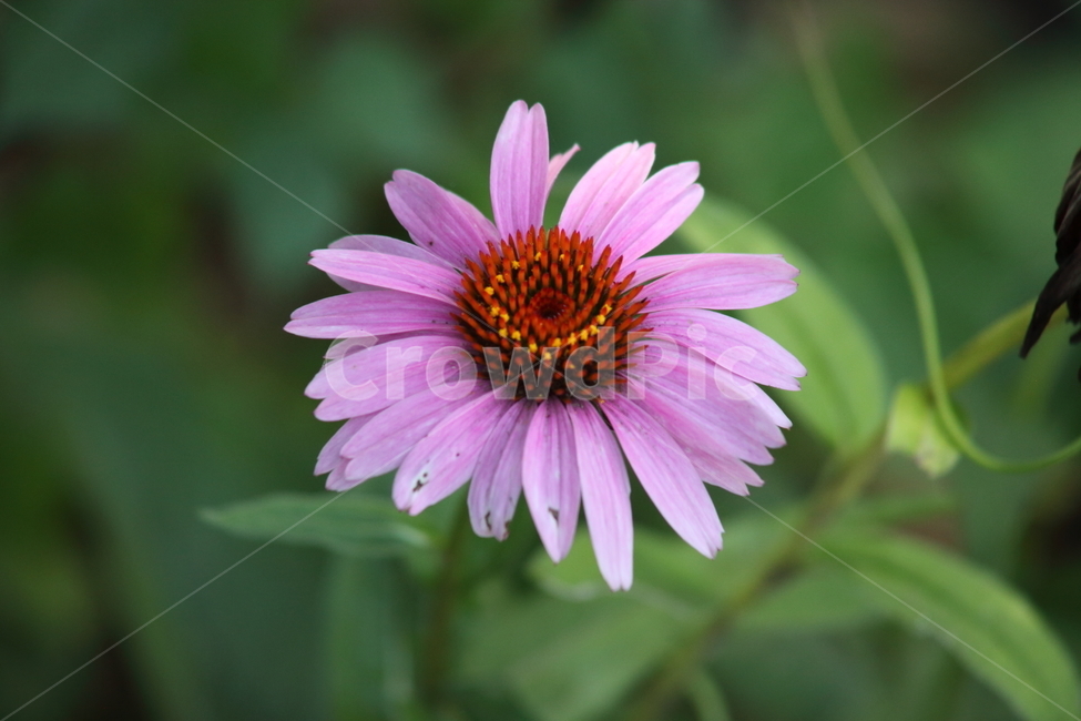 plant,식물,blossom,꽃,flower,식물,자연,plants,nature,꽃,flower