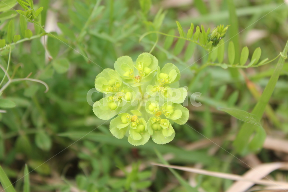 풀,잎,숲,식물,자연,식물,자연,plants,nature