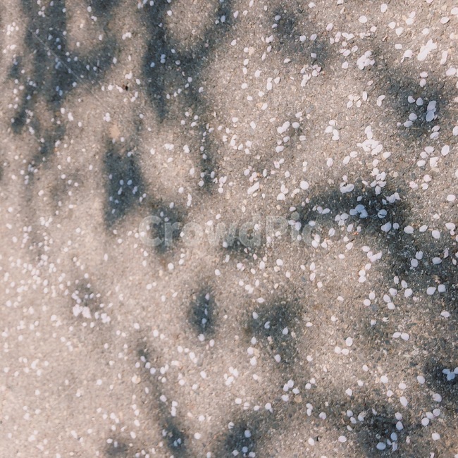 바닥,벚꽃,봄,거리,그늘