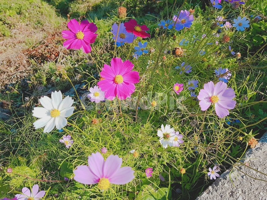 자연,들판,꽃,코스모스,힐링