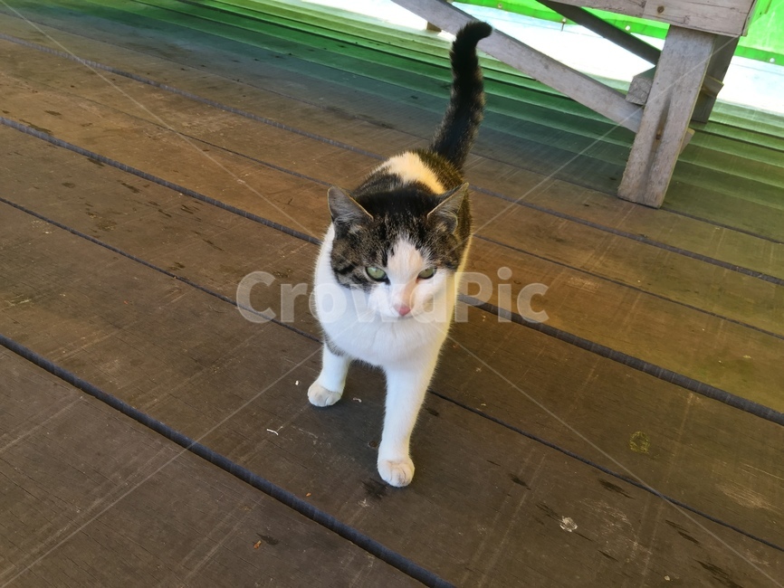 낚시터,낚시터고양이,고양이,양이,냥이,cat,동물,animal,포유류,mammal,고양이,cat,kitten,kitty