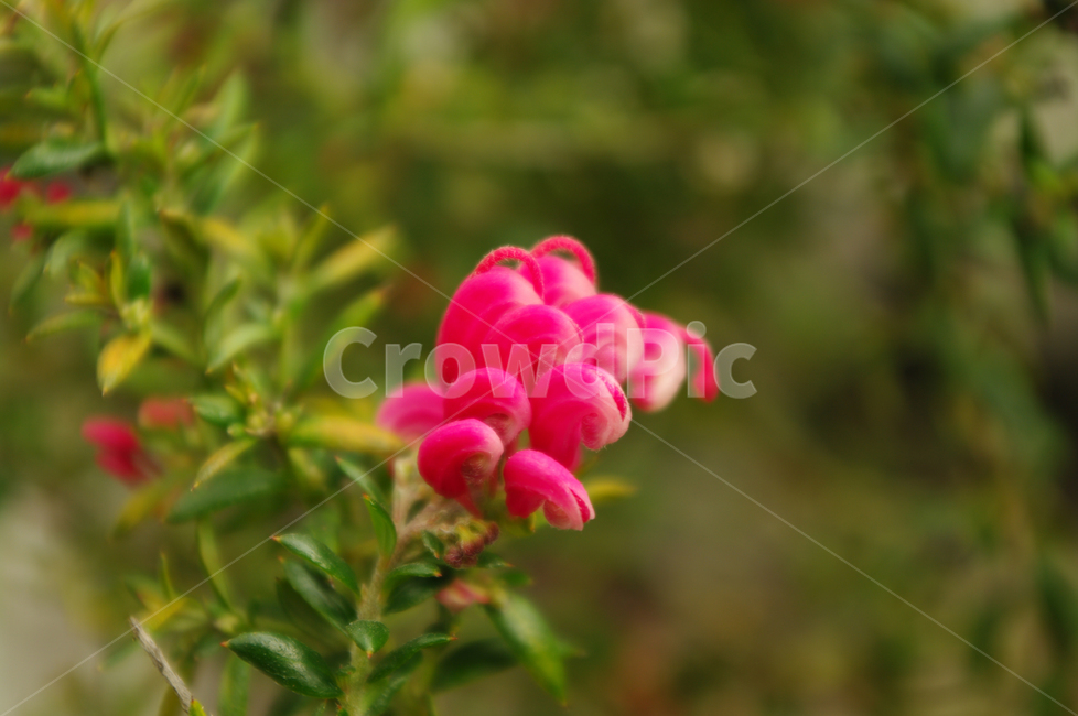 꽃,flower,식물,color,핑크단사,식물,자연,plants,nature,꽃,flower