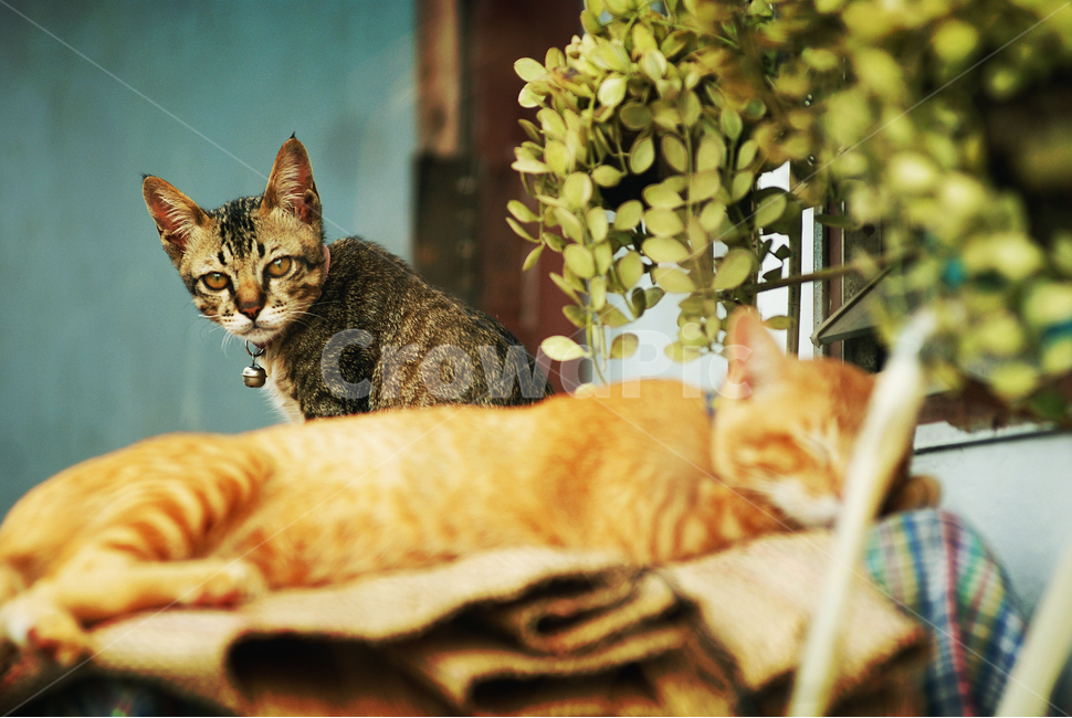 고양이,동물,자연,애완고양이,귀여운고양이,동물,animal,포유류,mammal,고양이,cat,kitten,kitty,감성,sensible,feeling,휴식,힐링,rest,relaxation,healing