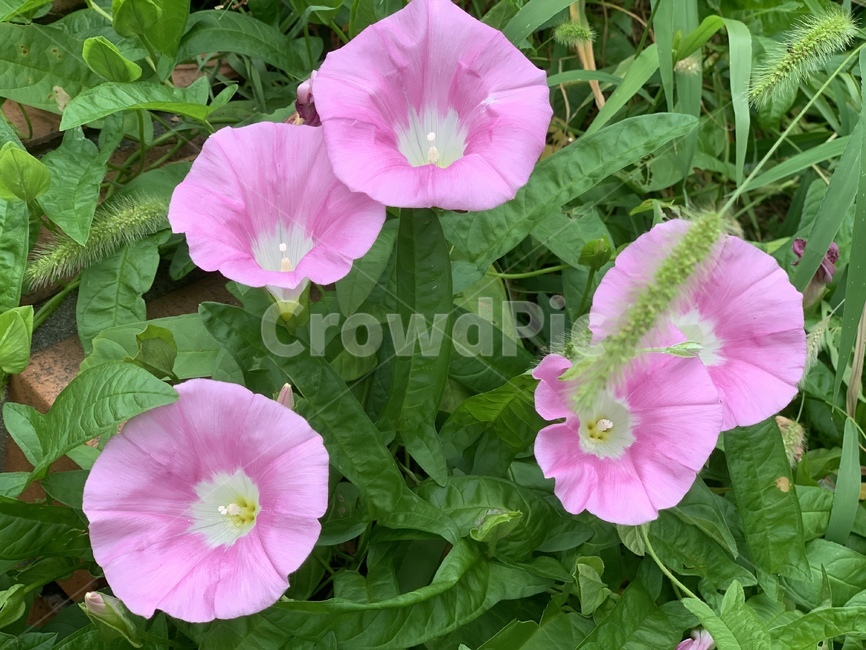 나팔꽃,꽃,분홍나팔꽃,예쁜꽃,식물,flower,blossom,plant